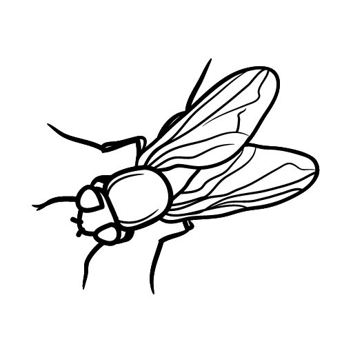 Flies Managment