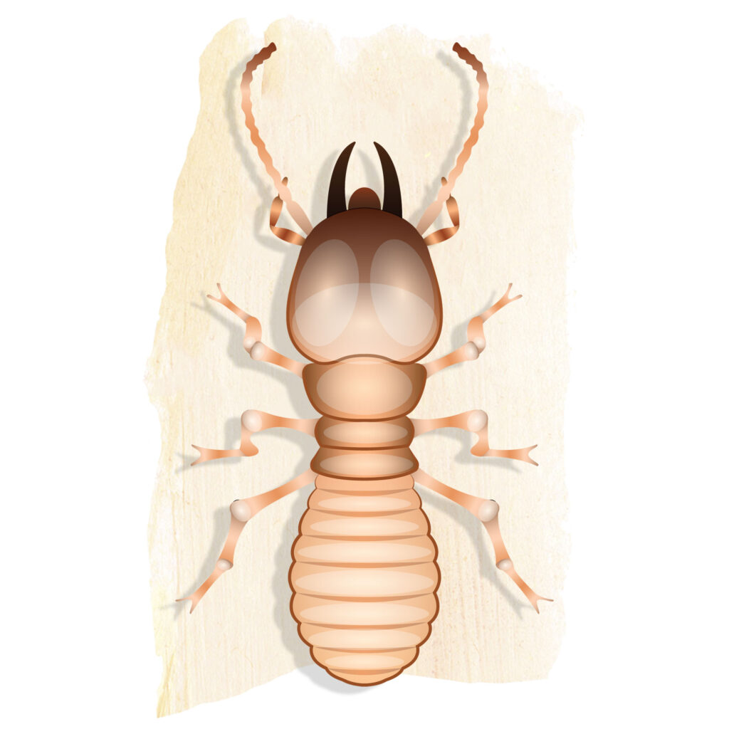 Anti Termite Treatment